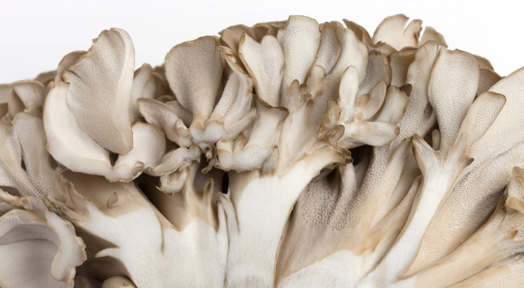Top 10 mushroom health benefits